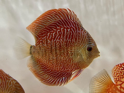 4cm to 5cm Red Bamboo Discus