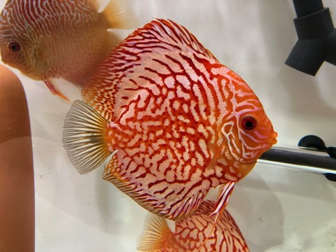 4cm to 5cm Piegon Tiger Discus